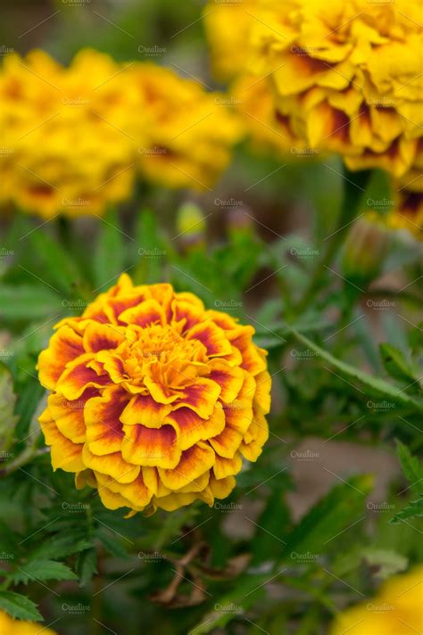 marigold flowers in the garden ~ Nature Photos ~ Creative Market