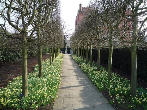 pleached hedge in early spring | Garden hedges, Garden privacy, Garden ...