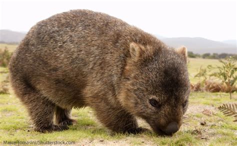 Bilby Facts For Kids - Information, Pictures & Video