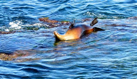 The La Jolla Cove Seals: 8 Things You Need to Know Before Visiting