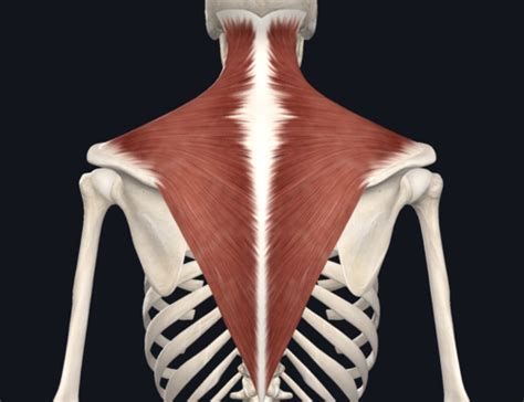 Complete Anatomy: All Back Muscles Flashcards | Quizlet