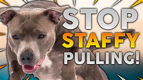 STAFFORDSHIRE BULL TERRIER TRAINING! How To Stop Your Staffy From Pulling On Walks! - YouTube