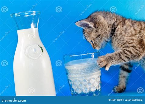 Kitten Drinking Milk stock photo. Image of milk, drinking - 46610522