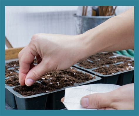 How to Sow Seeds Indoors | Plews Gardening Lessons | Grow your Own