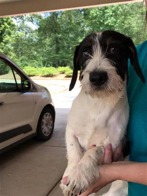 Hansel the Wire Haired Dachshund, Terrier Mix