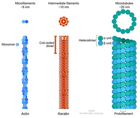 Cytoskeleton and Filaments – Veterinary Histology