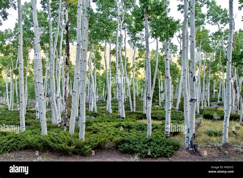 Quaking Aspen Grove 'Pando Clone' , also known as Trembling Giant ...