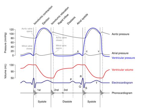 Diastasis (physiology) - Wikipedia