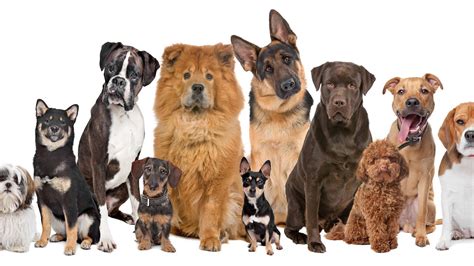 What Is The Best Dog Breed For An Older Person