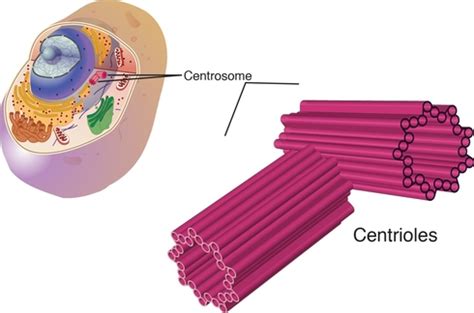 Centrioles - THE INNER WORKINGS OF AN ANIMAL CELL