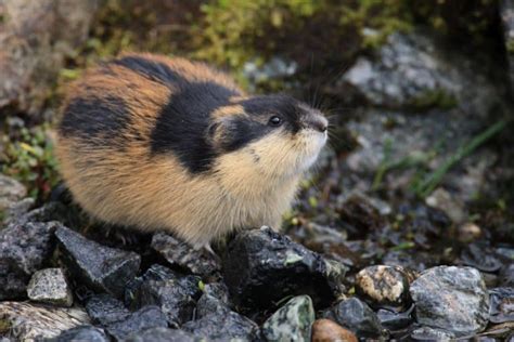 16 Lovable Lemming Facts - Fact Animal