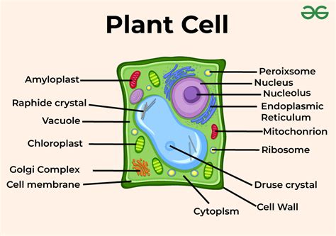 Overview of Plant Cells - GeeksforGeeks