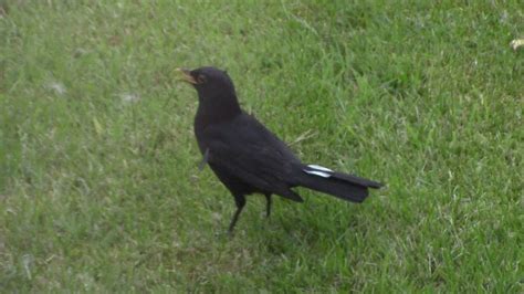 White Tailed Blackbird - P.M.Adamson - YouTube