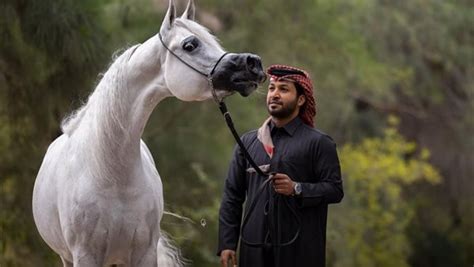 فارس الصحراء.. خيل عربي أصيل تشعل السوشيال ميديا بجمالها.. شاهد