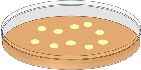 Bacteria Clipart Agar Plate Petri Dish Bacteria Clip Art Png | My XXX ...