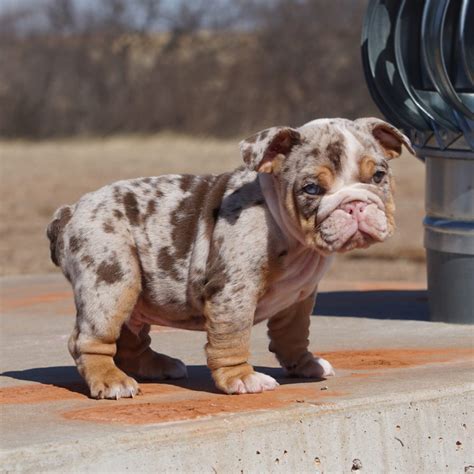 Rare English Bulldog Puppies - Manmade Kennels XL Pit Bulls