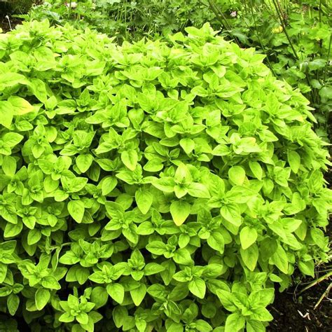 Origanum vulgare 'Aureum' Oregano Golden | Buy Herb Plants