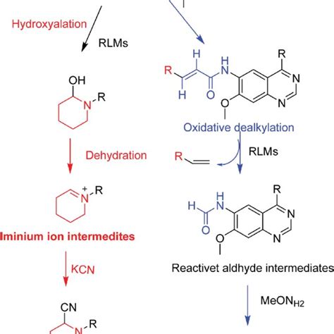 Scheme 8 Proposed pathways for DCB bioactivation. | Download Scientific Diagram