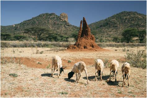 Elevation map of Borena, Ethiopia - Topographic Map - Altitude Map