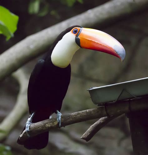 Pictures and information on Toco Toucan