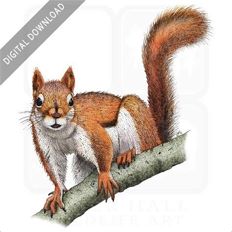 Stock Art Drawing of an American Red Squirrel - inkart