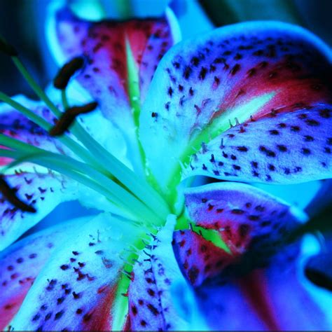 Stargazer Lily | Matthew Kirkland | Flickr