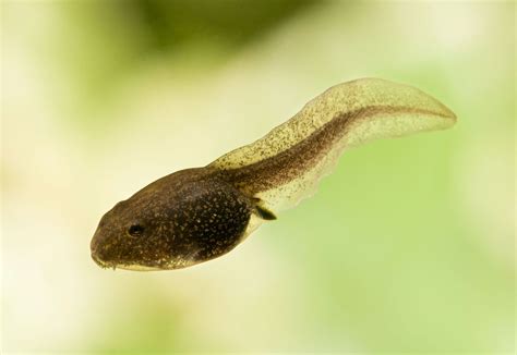 Toad Tadpoles Vs Frog Tadpoles