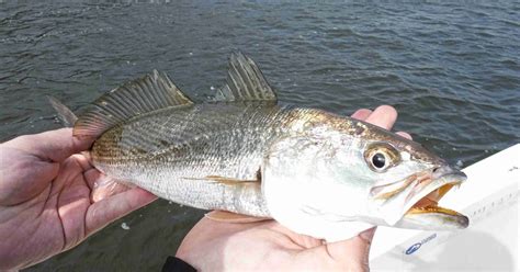 Amelia Island Fishing Reports: Weakfish? Sand Trout? White Trout? Yellow Mouth Trout?