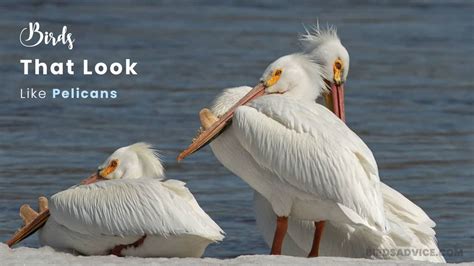 10 Birds That Look Like Pelicans | American White Pelican