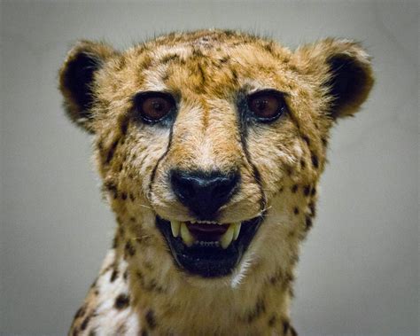 Cheetah Face | Seen at the National Museum of Natural Histor… | Flickr