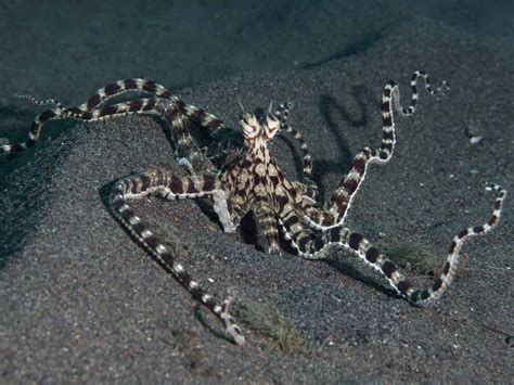 7 Fun Facts About The Majestic Mimic Octopus! - OctoNation - The Largest Octopus Fan Club!