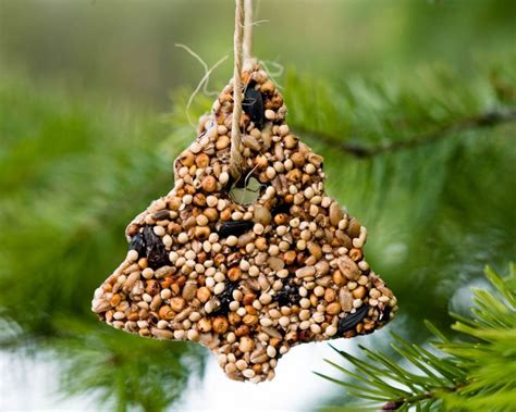 cookie cutter birdseed ornaments | Bird seed ornaments, Bird seed ornaments recipe, Bird seed