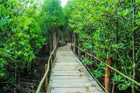 Mangrove Forest, Trat , Thailand Free Stock Photo - Public Domain Pictures