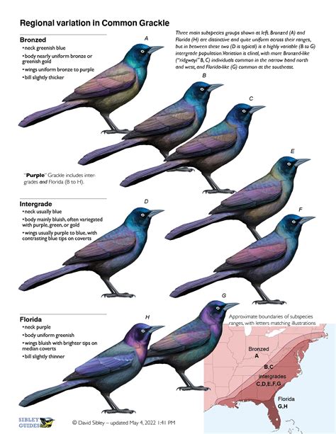 8 Types of Purple Birds Found in Florida – Nature Blog Network