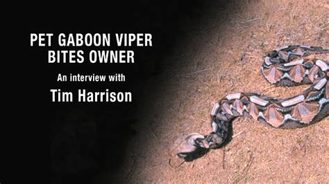 Pet Gaboon Viper Bites Owner - YouTube