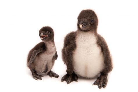 Baby Rockhopper Penguins at Sea World - Animal Fact Guide