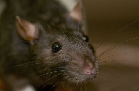 Communication In Rats - Pets Info Center