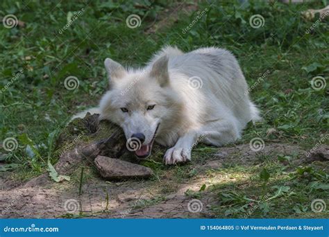 Arctic Wolf Looking for a Prey Stock Image - Image of lupus, animal: 154064805