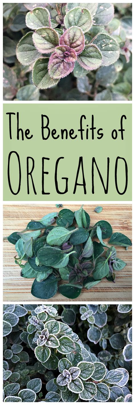 Oregano is a wonderful herb to have in your garden. It has many benefits, including medicinal ...