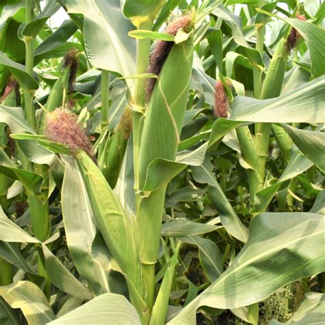 Maize African Tall – AgroNarmada