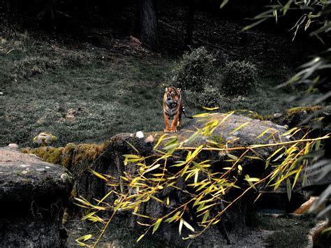 Tiger On Rock · Free Stock Photo