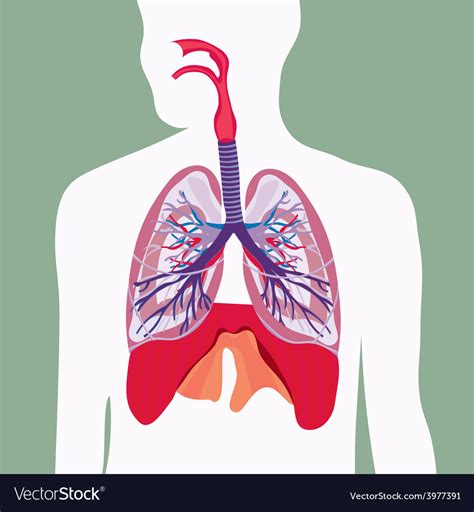 Respiratory system lungs human body Royalty Free Vector