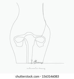 948 Uterus Sketch Images, Stock Photos & Vectors | Shutterstock