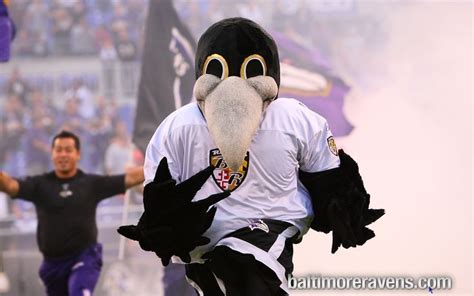 Poe - Baltimore Ravens Mascot | Baltimore ravens football, Ravens ...