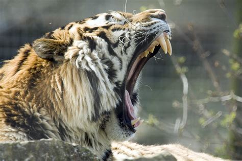 Tiger teeth. | They are quite big! | Andrew Potter | Flickr