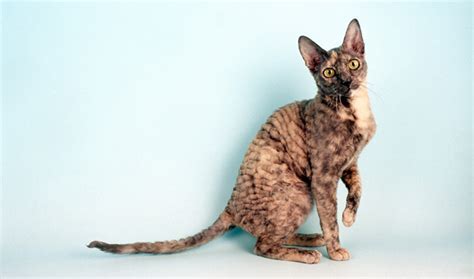 Cornish Rex Cat Breed Information