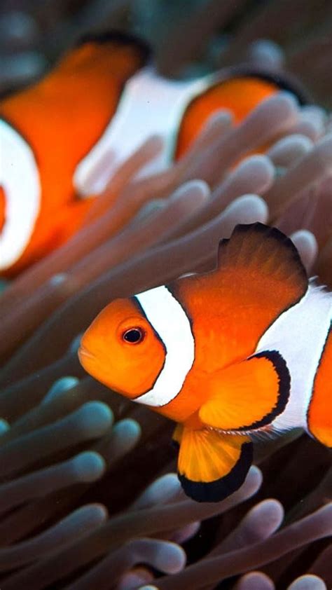 Nemo Fish 3d Live, fish 3d live, nemo, coral, sea, water, ocean, HD phone wallpaper | Peakpx