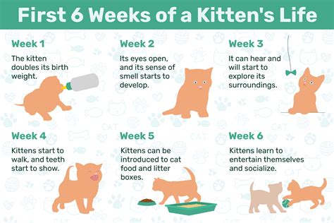 growth chart for kittens What s the average age of a cat s life at ...