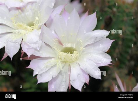 white cactus flowers Stock Photo - Alamy