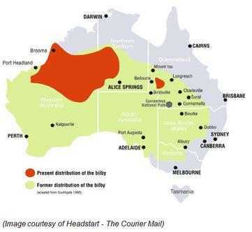 Greater Bilby - Threatened Habitats in Australia